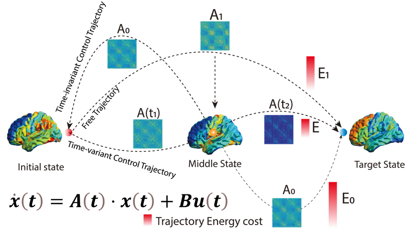 Control Theoretic Analysis on Brain Network