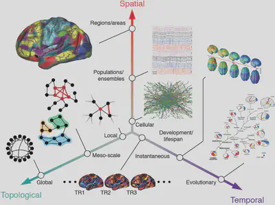 The multi-scale brain. Brain networks are organized across multiple spatiotemporal scales and also can be analyzed at topological (network) scales ranging from individual nodes to the network as a whole (Betzel et. al., 2016).