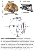 Controllability of structural brain networks