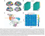 Unifying the notions of modularity and core-periphery structure in functional brain networks during youth
